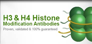 Histone H3 & H4 Abs