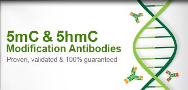 5-mC and 5-hmC Modification Antibodies