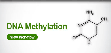 DNA Methylation