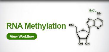 RNA Methylation