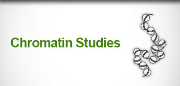 Chromatin Studies