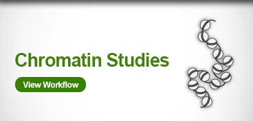 Chromatin Studies