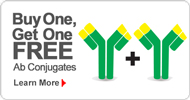 BOGO-Conjugate Abs