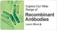Recombinant Abs