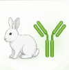 Save 20% on your first recombinant rabbit mAb order