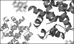 H1 Protein