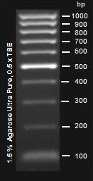 EpiQuik 100 bp DNA Ladder Express