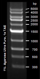 EpiQuik Mid-Range DNA Ladder Express