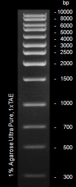 EpiQuik 1 Kb DNA Ladder