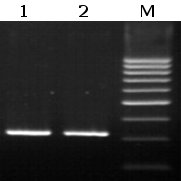 EpiQuik Red Taq DNA Polymerase