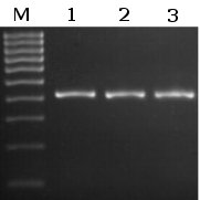 Methylamp Taq DNA Polymerase