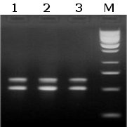 Methylamp Hot Taq DNA Polymerase