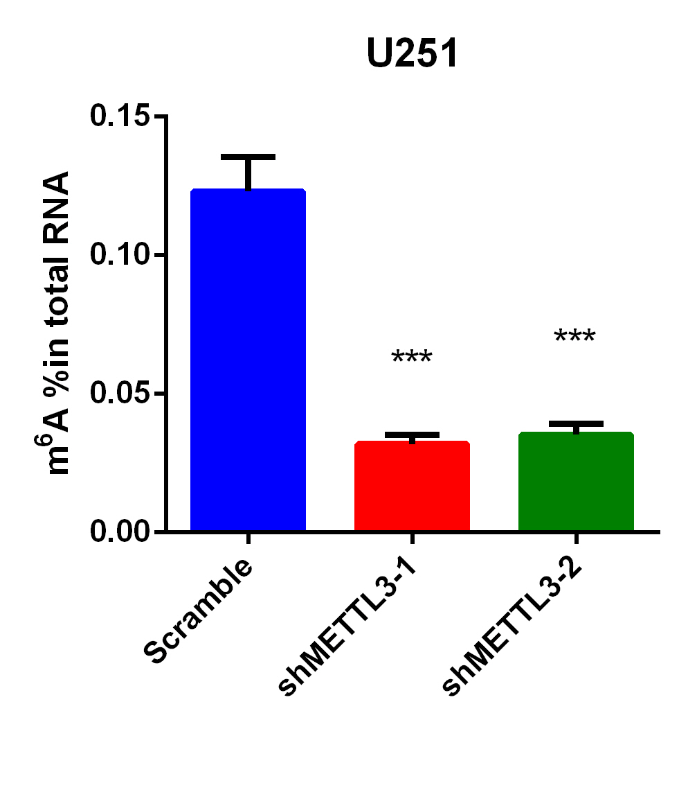 EpiQuik m6A RNA Methylation Quantification Kit (Colorimetric) EpiGentek