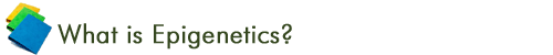 Epigenetics Basics