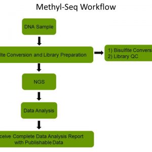 Bisulfite Sequencing (Methyl-Seq) Service - Epigenetic Services