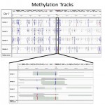 Methylation Tracks for Methyl-Seq Service