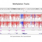 Methylation Tracks for Methyl-Seq Service