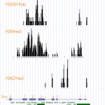 ChIP-Seq data as viewed in the UCSC Genome Browser