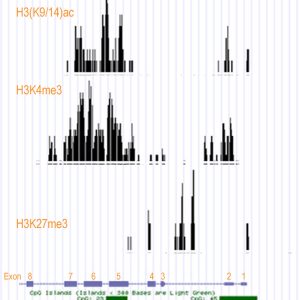 ChIP Sequencing (ChIP-Seq) Service - Epigenetic Services