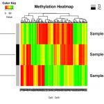 Methylation Heatmap for DNA Methylation Analysis services