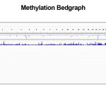 Methylation Bedgraph for DNA Methylation Analysis services