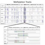 Methylation Tracks for DNA Methylation Analysis services