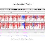 Methylation Heatmap for DNA Methylation Analysis services